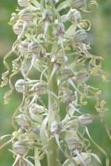 Himantoglossum hircinum