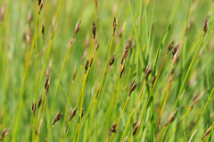 Schoenus ferrugineus