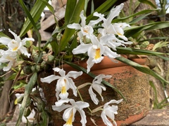 Coelogyne cristata