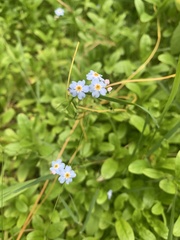 Myosotis scorpioides