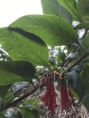 Iochroma fuchsioides