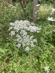 Daucus carota