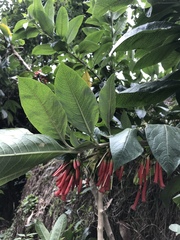 Iochroma fuchsioides