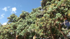 Bocconia arborea