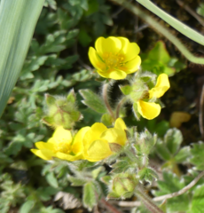 Potentilla vulcanicola