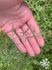 Daucus carota