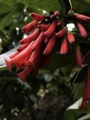 Iochroma fuchsioides