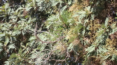 Bocconia arborea