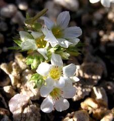 Linanthus demissus