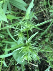 Eryngium aquaticum