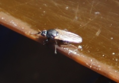 Coelopa