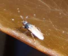 Coelopa