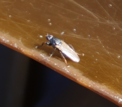 Coelopa