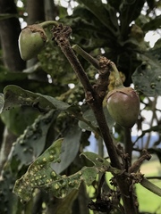 Iochroma fuchsioides