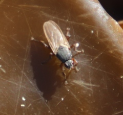 Coelopa