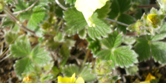 Potentilla vulcanicola
