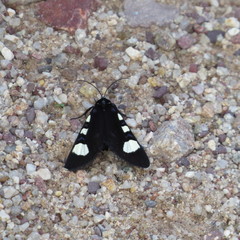 Alypiodes bimaculata