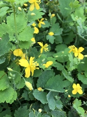 Chelidonium majus