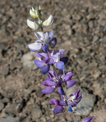 Lupinus albifrons collinus