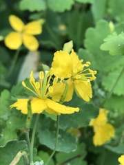 Chelidonium majus