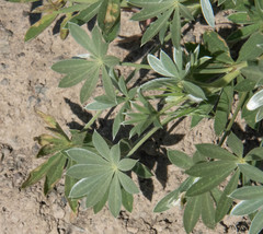 Lupinus albifrons collinus