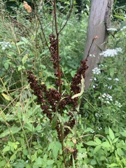 Rumex