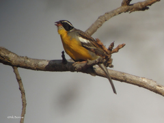 Emberiza cabanisi orientalis