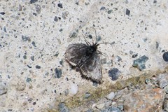Metaxmeste phrygialis
