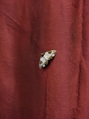 Melanthia procellata