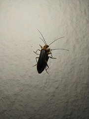 Nacerdes carniolica
