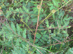 Mimosa nuttallii