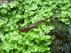 Desmognathus brimleyorum