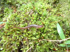 Desmognathus brimleyorum