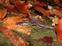 Plethodon caddoensis