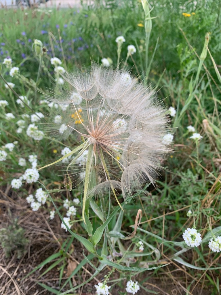 Tragopogon bjelorussicus