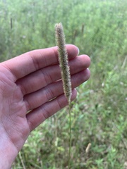 Phleum pratense