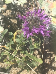 Monardella sinuata nigrescens