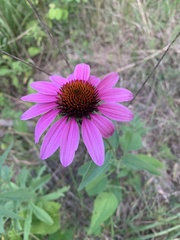 Echinacea purpurea