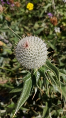 Cirsium laniflorum
