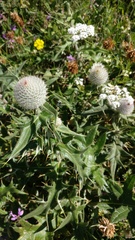 Cirsium laniflorum