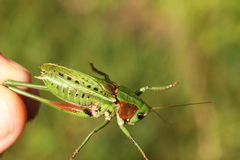 Decticus verrucivorus verrucivorus