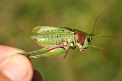 Decticus verrucivorus verrucivorus