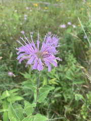 Monarda fistulosa