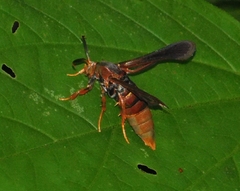 Vitacea polistiformis