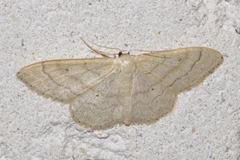 Idaea deversaria