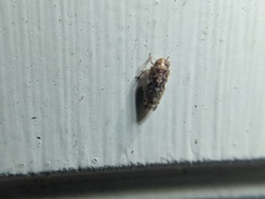 Xestocephalus similis