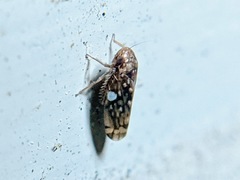 Xestocephalus similis