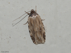 Agonopterix atrodorsella