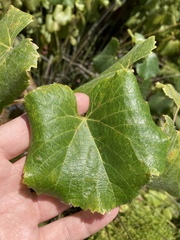 Vitis californica