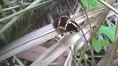 Hecatesia fenestrata